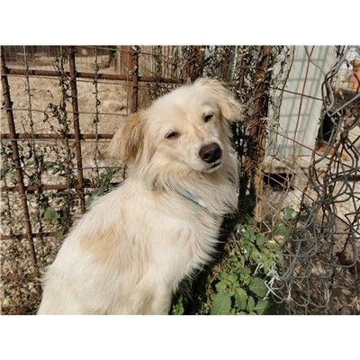 Comune di Atripalda - Cane - Microchip 380260044435690