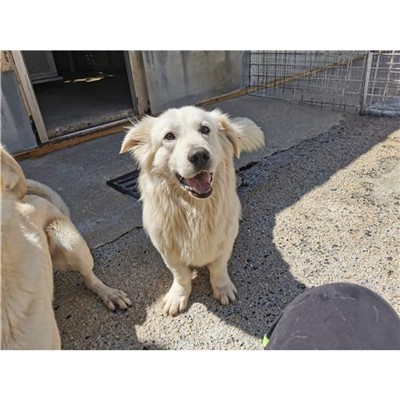 Comune di Atripalda - Cane - Microchip 380260044434186
