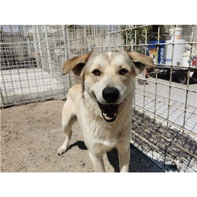 Comune di Atripalda - Cane - Microchip 380260044433220