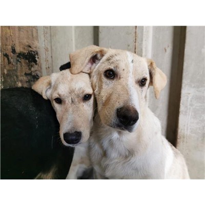 Comune di Atripalda - Cane - Microchip 380260044434185