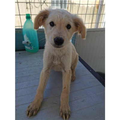 Comune di Atripalda - Cane - Microchip 380260044978230