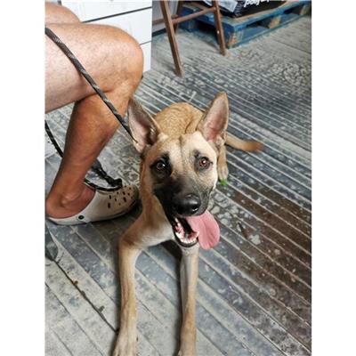 Comune di Atripalda - Cane - Microchip 380260044957875