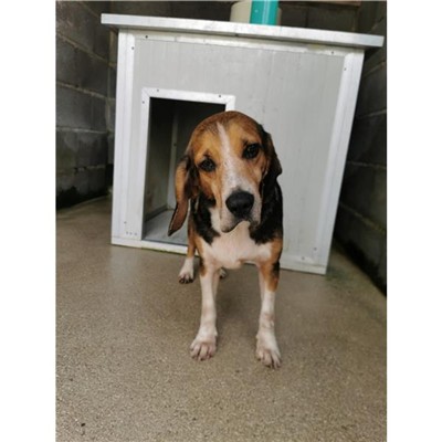 Comune di Atripalda - Cane - Microchip 380260044970999