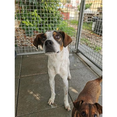 Comune di Atripalda - Cane - Microchip 380260044970344