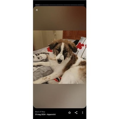 Comune di Atripalda - Cane - Microchip 380260044996331