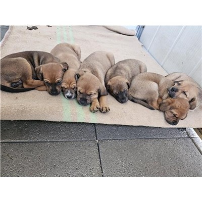Comune di Atripalda - Cane - Microchip 380260044970619