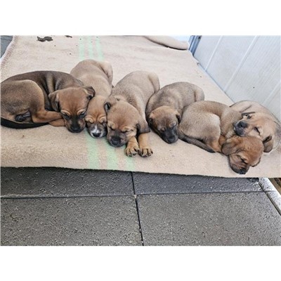 Comune di Atripalda - Cane - Microchip 380260044970815