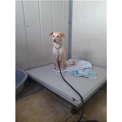 Comune di Atripalda - Cane - Microchip 380260044970847