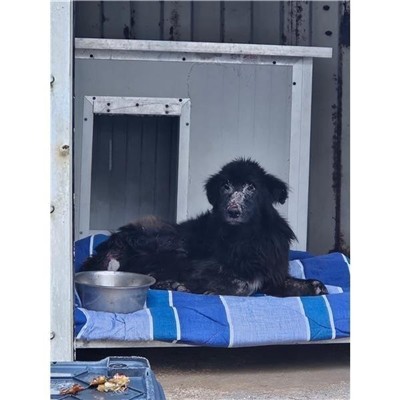 Comune di Atripalda - Cane - Microchip 380260044958782