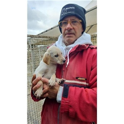 Comune di Atripalda - Cane - Microchip 380260044959391