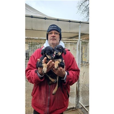 Comune di Atripalda - Cane - Microchip 380260044960787