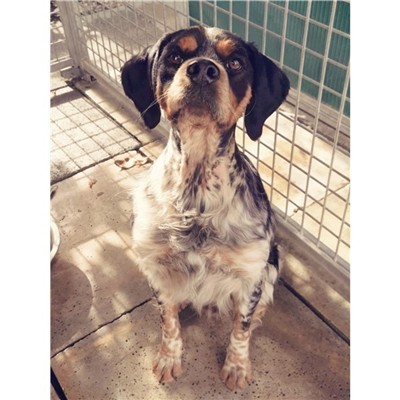 Comune di Atripalda - Cane - Microchip 380260044959177
