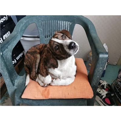 Comune di Atripalda - Cane - Microchip 380260045181808