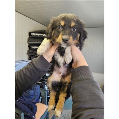 Comune di Atripalda - Cane - Microchip 380260045192694