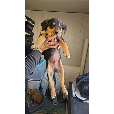 Comune di Atripalda - Cane - Microchip 380260045192656