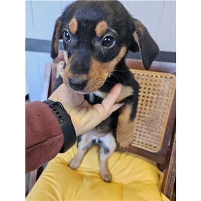 Comune di Atripalda - Cane - Microchip 380260045181491