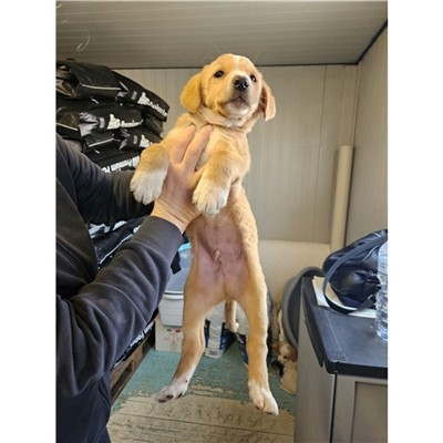 Comune di Atripalda - Cane - Microchip 380260045192853
