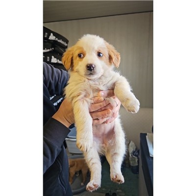 Comune di Atripalda - Cane - Microchip 380260045192809
