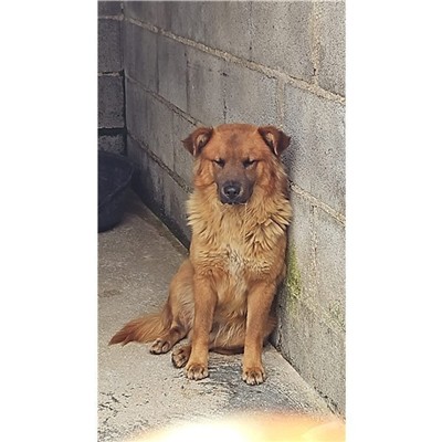 Comune di Atripalda - Cane - Microchip 380260045182267