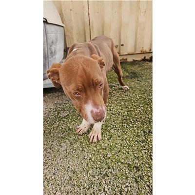 Comune di Atripalda - Cane - Microchip 380260045179789