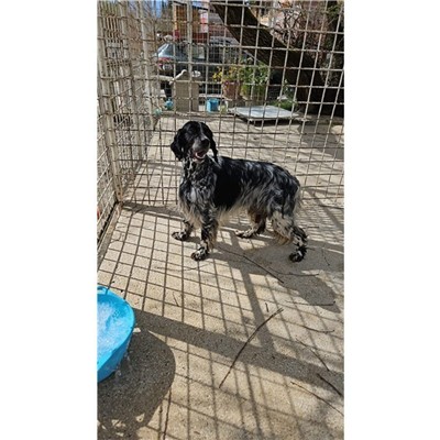 Comune di Atripalda - Cane - Microchip 380260045182292