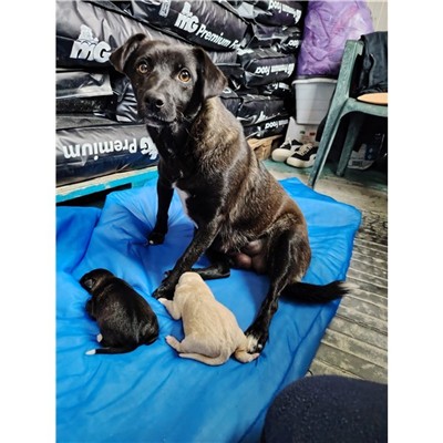 Comune di Atripalda - Cane - Microchip 380260044969387