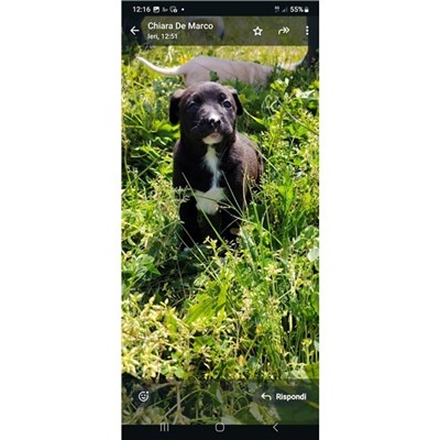 Comune di Atripalda - Cane - Microchip 380260045182858
