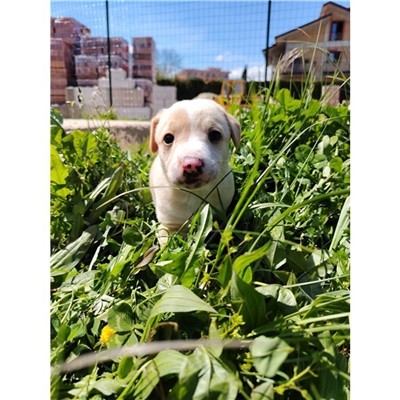 Comune di Atripalda - Cane - Microchip 380260045187454