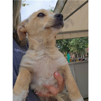 Comune di Atripalda - Cane - Microchip 380260045186871