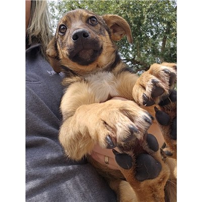 Comune di Atripalda - Cane - Microchip 380260045186088