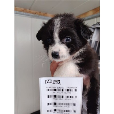 Comune di Atripalda - Cane - Microchip 380260045183083