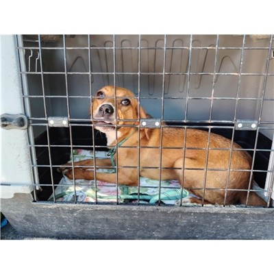 Comune di Atripalda - Cane - Microchip 380260045152618