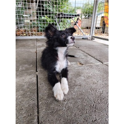 Comune di Atripalda - Cane - Microchip 380260045168537