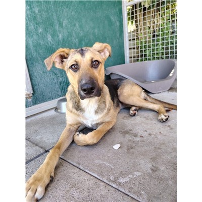 Comune di Atripalda - Cane - Microchip 