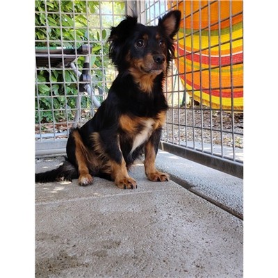 Comune di Atripalda - Cane - Microchip 