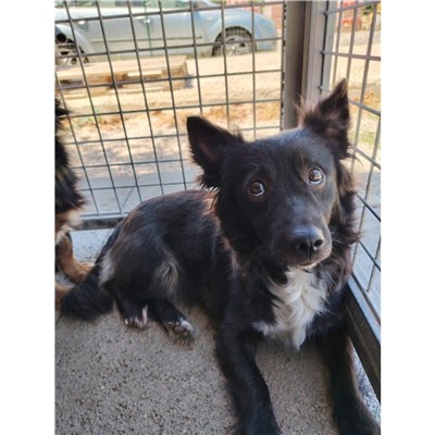 Comune di Atripalda - Cane - Microchip 